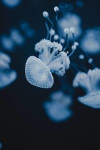 Close-up of jellyfish swimming in sea