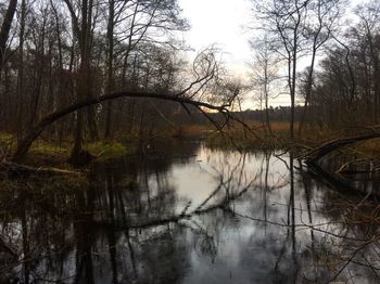 River amidst bare trees in forest