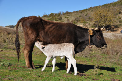 Cow standing in field