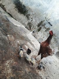 High angle view of birds on rock