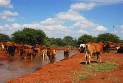 Cows standing in a horse