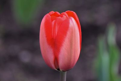 Close-up of red tulip