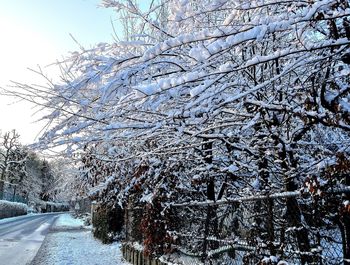 Snow covered trees