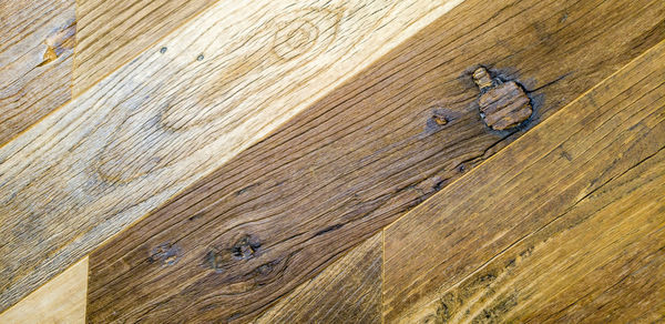 High angle view of an animal on hardwood floor