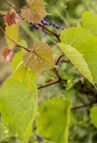 Close-up of leaves