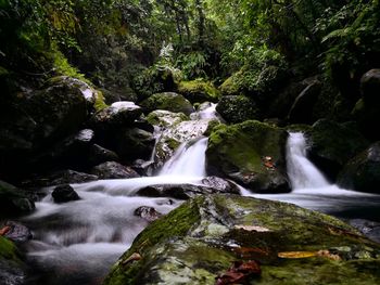 Scenic view of waterfall in forest