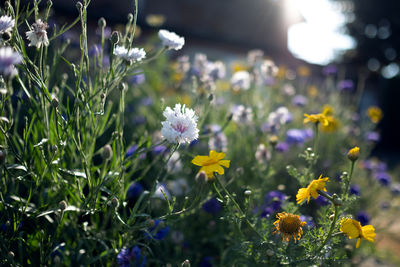 Close-up of purple flowering plants on field