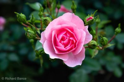 Close-up of pink rose