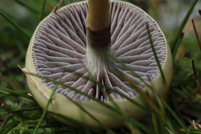 Close-up of fallen mushroom on field