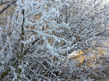 Bare tree on snow covered landscape