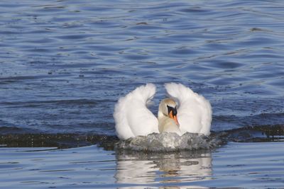 Swan swimming in lake