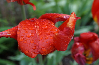 Close-up of wet red flower