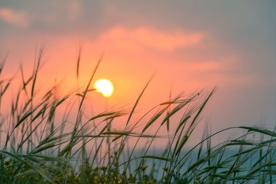 Close-up of stalks against sunset sky
