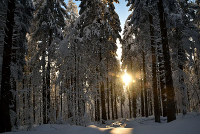 Snow covered land and trees in forest
