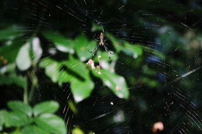 Close-up of spider web