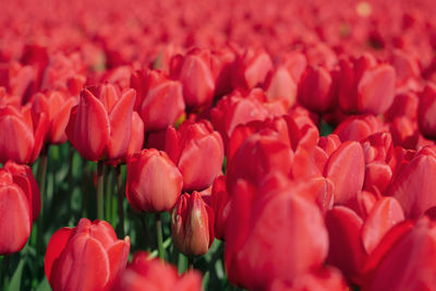 Full frame shot of red tulips