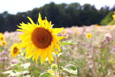 Close-up of sunflower