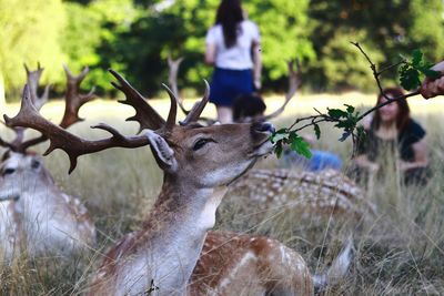 Deer on a field