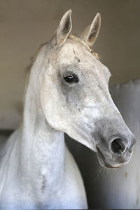 Close-up portrait of white horse in ranch