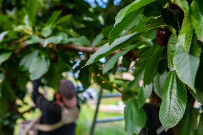 Close-up of fruits growing on tree