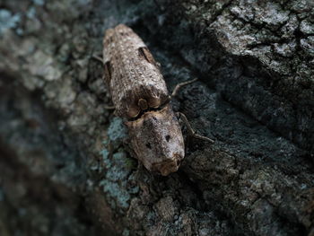 Close-up of click beetle with cryptic colors on tree.