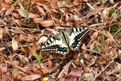 High angle view of butterfly on leaves