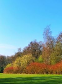 Trees on field against sky during autumn