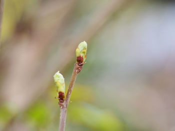 Close-up of a flower