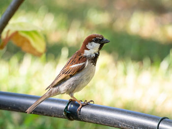 House sparrow