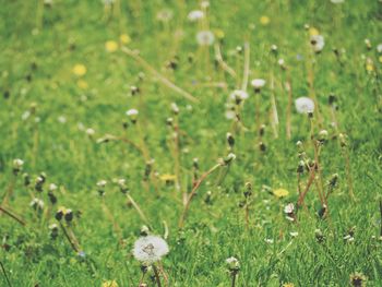 Close-up of flowering plant on field