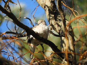 Low angle view of bird perching on tree