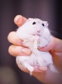 Close-up of hand holding cat