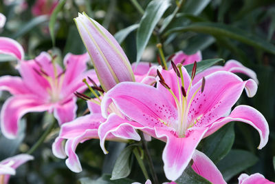 Close-up of pink lily flowers