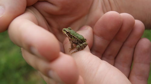 Close-up of hand holding lizard