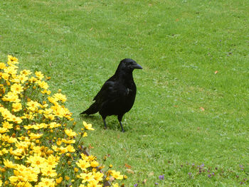 Black bird on a field