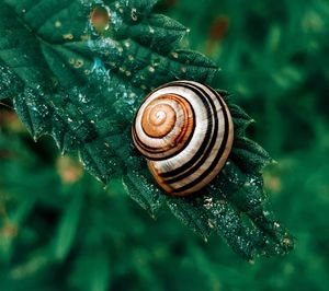 Close-up of snail on leaf