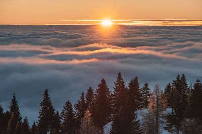 Sea of fog sunset with trees