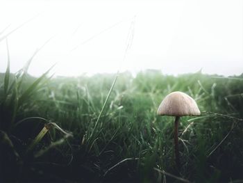 Close-up of crop in field