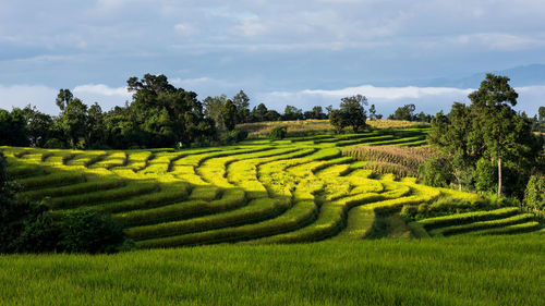 Scenic view of agricultural field against sky