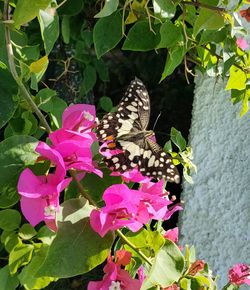 Butterfly on pink flowering plant