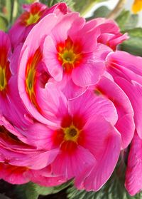 Close-up of pink flowers