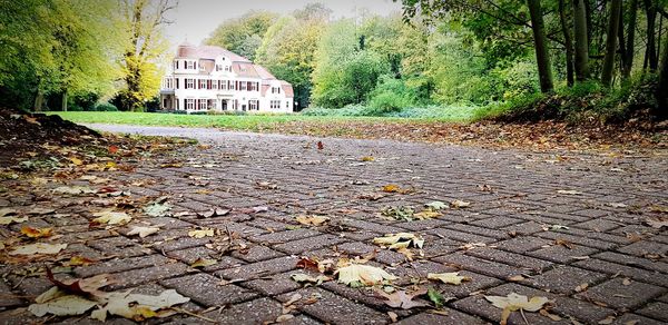 Fallen leaves on footpath by trees during autumn