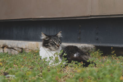 Close-up of cat