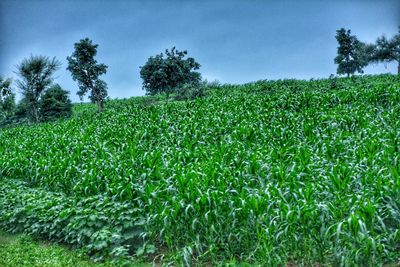 Crops growing on field against sky