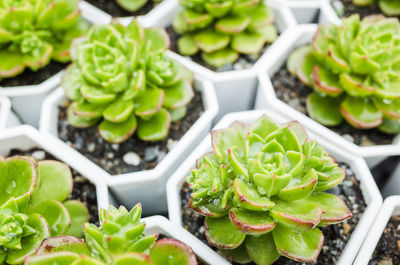 Close-up of potted plants for sale in market