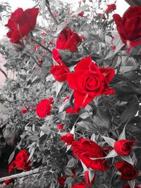 High angle view of rose bouquet