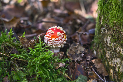 Close-up of mushroom growing on field