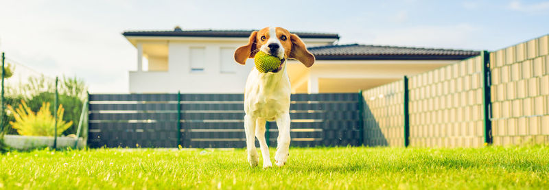 Dog with ball playing in yard