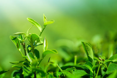 Close-up of fresh green plant