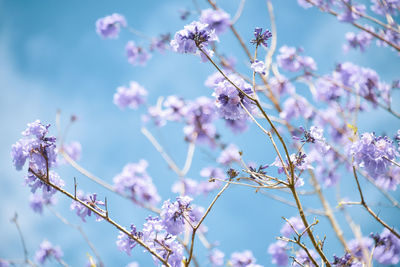 Low angle view of cherry blossoms in spring